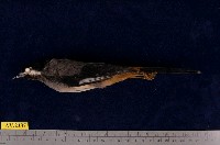 藏品(白耳畫眉)的圖片